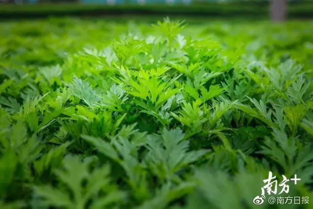 《首輔奪嬌》放鶴山人txt