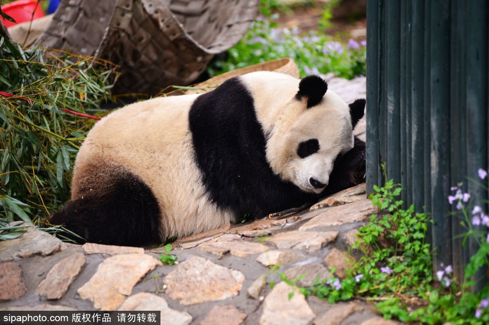 催眠把帥竹馬變爛全文免費