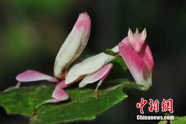 《萌萌媽媽》動漫免費觀看