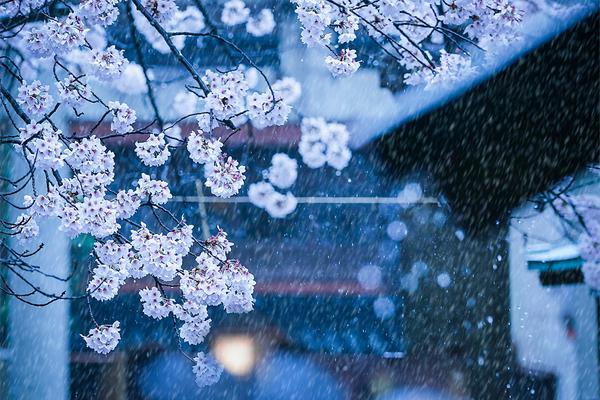 《不枉》by余酲,未刪減版